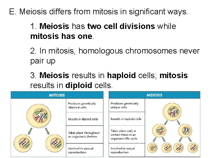 E. Meiosis differs from mitosis in significant ways. 1. Meiosis has two cell divisions