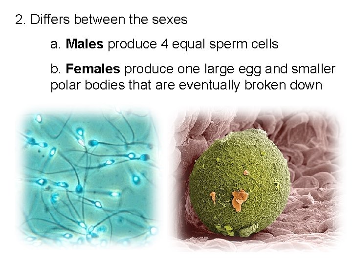 2. Differs between the sexes a. Males produce 4 equal sperm cells b. Females