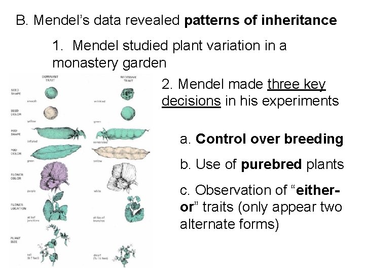 B. Mendel’s data revealed patterns of inheritance 1. Mendel studied plant variation in a