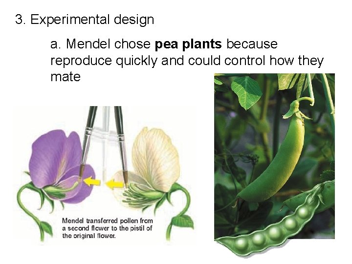 3. Experimental design a. Mendel chose pea plants because reproduce quickly and could control