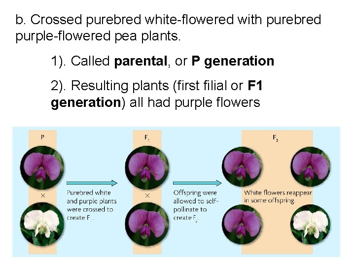 b. Crossed purebred white-flowered with purebred purple-flowered pea plants. 1). Called parental, or P