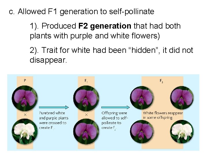 c. Allowed F 1 generation to self-pollinate 1). Produced F 2 generation that had