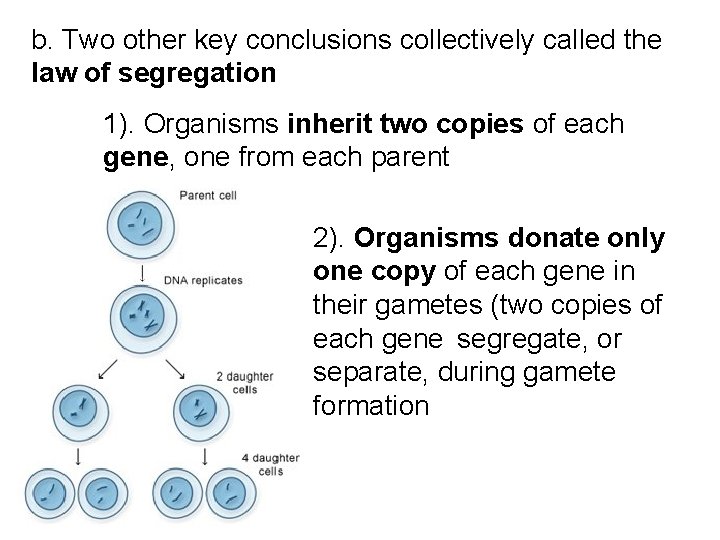 b. Two other key conclusions collectively called the law of segregation 1). Organisms inherit