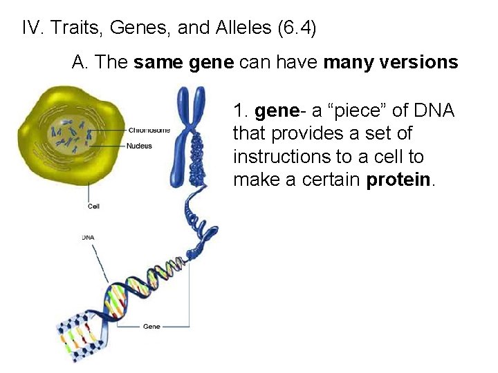 IV. Traits, Genes, and Alleles (6. 4) A. The same gene can have many