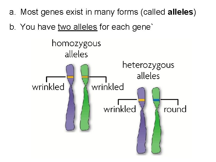 a. Most genes exist in many forms (called alleles) b. You have two alleles