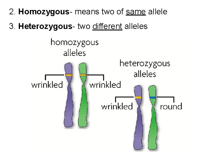 2. Homozygous- means two of same allele 3. Heterozygous- two different alleles 