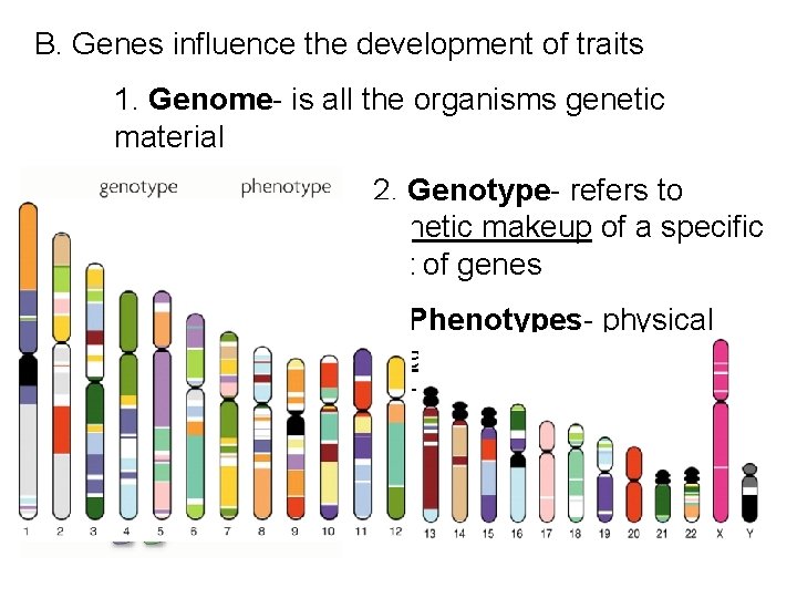 B. Genes influence the development of traits 1. Genome- is all the organisms genetic