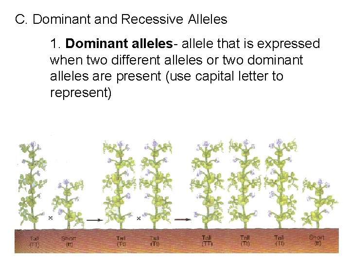 C. Dominant and Recessive Alleles 1. Dominant alleles- allele that is expressed when two