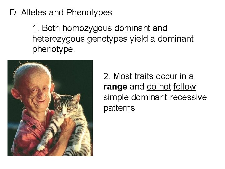 D. Alleles and Phenotypes 1. Both homozygous dominant and heterozygous genotypes yield a dominant