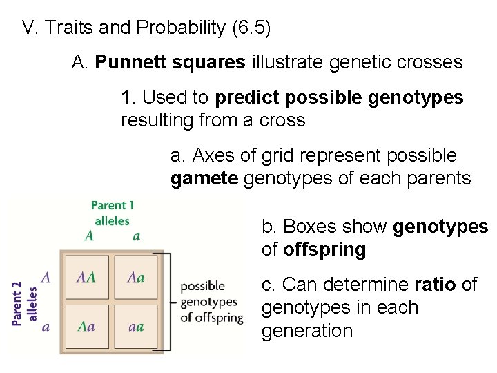 V. Traits and Probability (6. 5) A. Punnett squares illustrate genetic crosses 1. Used