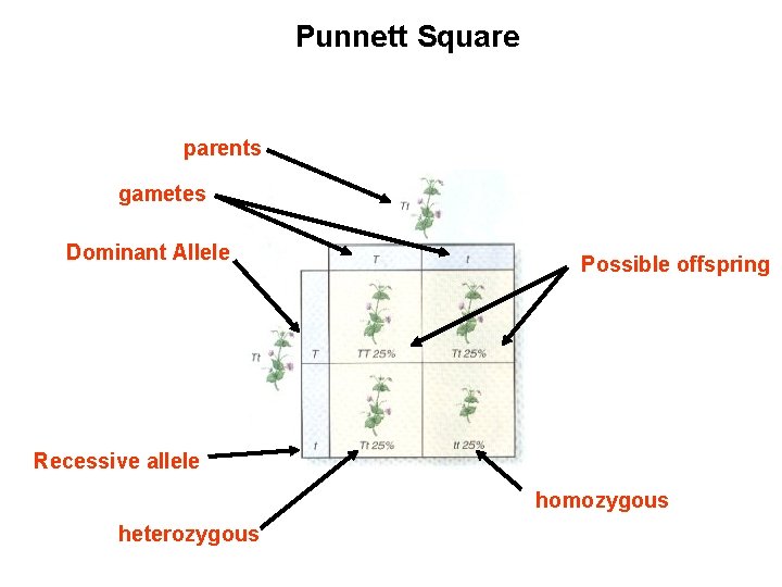 Punnett Square parents gametes Dominant Allele Possible offspring Recessive allele homozygous heterozygous 
