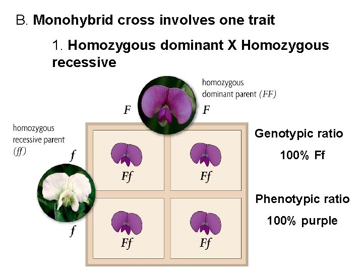 B. Monohybrid cross involves one trait 1. Homozygous dominant X Homozygous recessive Genotypic ratio