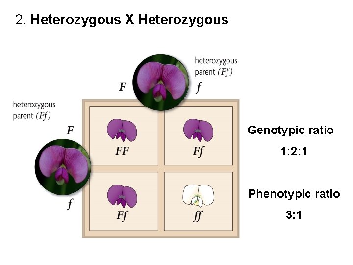 2. Heterozygous X Heterozygous Genotypic ratio 1: 2: 1 Phenotypic ratio 3: 1 