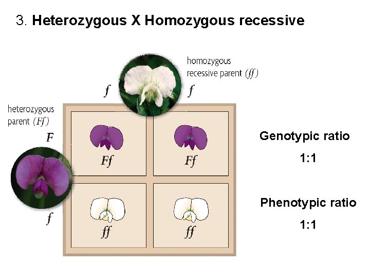 3. Heterozygous X Homozygous recessive Genotypic ratio 1: 1 Phenotypic ratio 1: 1 