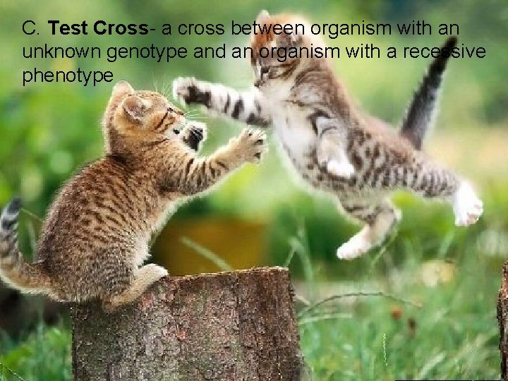 C. Test Cross- a cross between organism with an unknown genotype and an organism