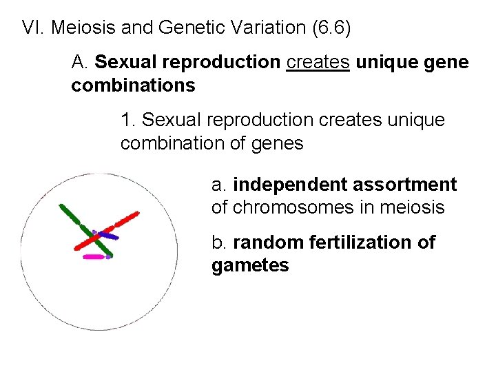 VI. Meiosis and Genetic Variation (6. 6) A. Sexual reproduction creates unique gene combinations