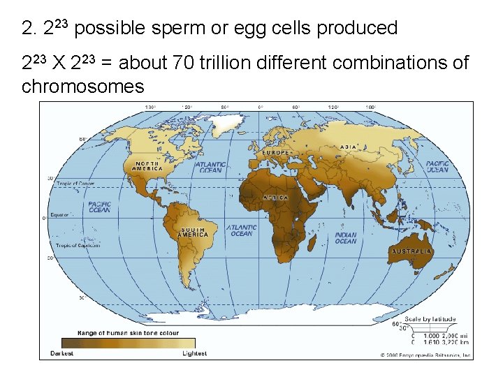 2. 223 possible sperm or egg cells produced 223 X 223 = about 70