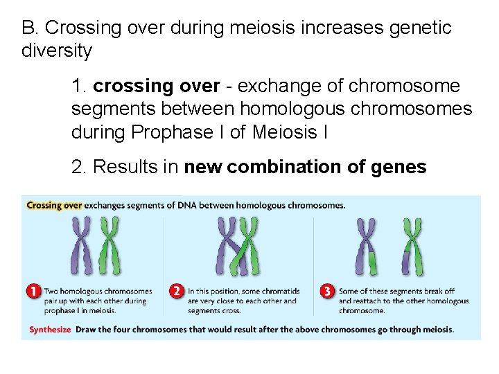 B. Crossing over during meiosis increases genetic diversity 1. crossing over - exchange of