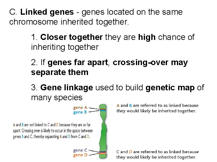 C. Linked genes - genes located on the same chromosome inherited together. 1. Closer