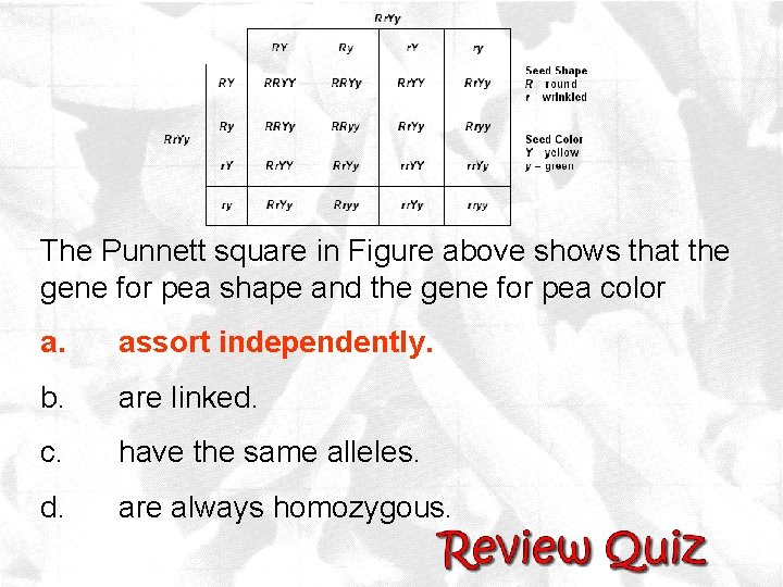 The Punnett square in Figure above shows that the gene for pea shape and