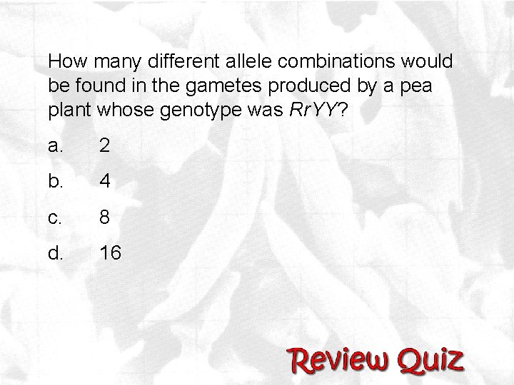 How many different allele combinations would be found in the gametes produced by a