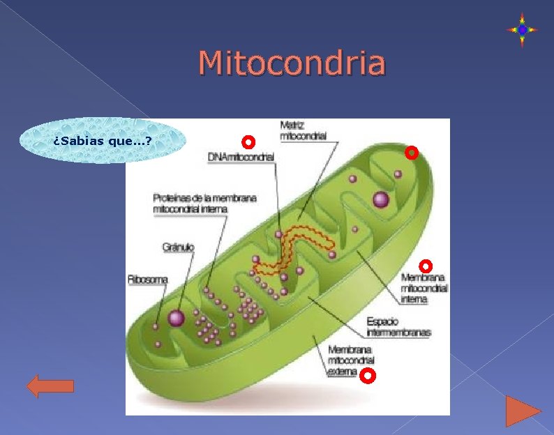 Mitocondria ¿Sabias que…? 