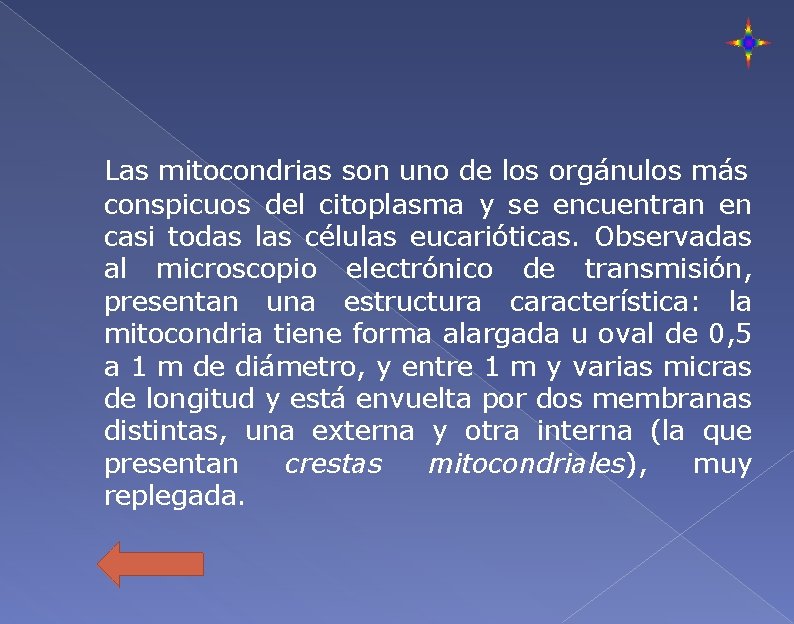 Las mitocondrias son uno de los orgánulos más conspicuos del citoplasma y se encuentran