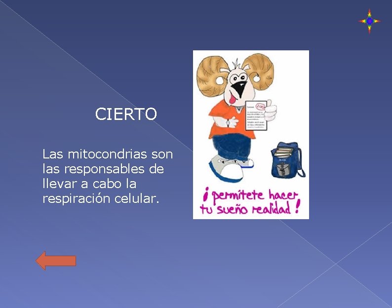 CIERTO Las mitocondrias son las responsables de llevar a cabo la respiración celular. 