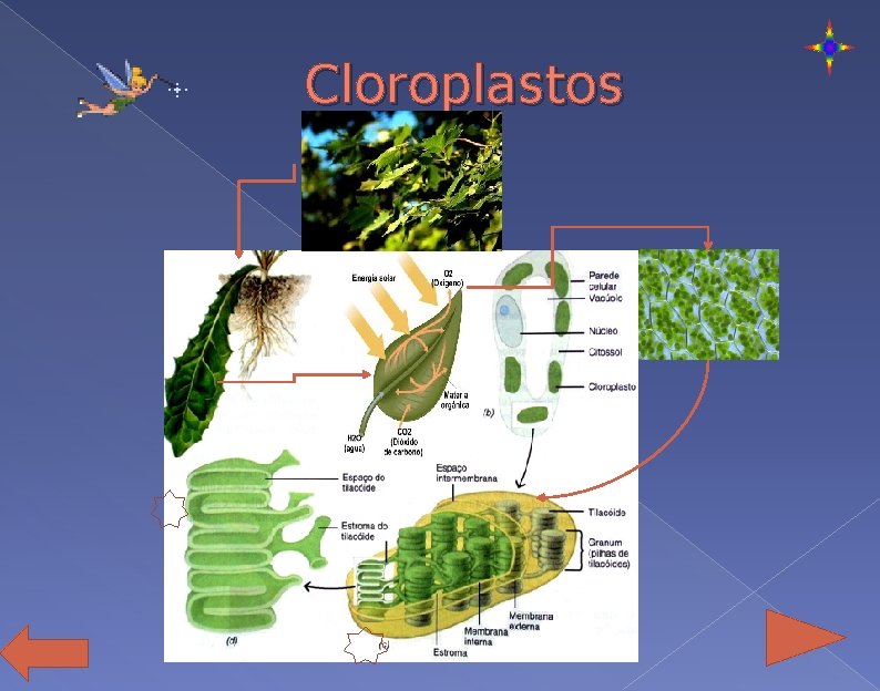 Cloroplastos 