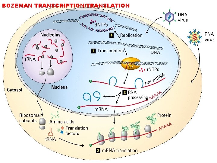 BOZEMAN TRANSCRIPTION/TRANSLATION 