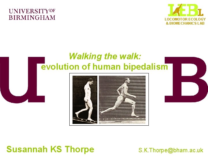 LOCOMOTOR ECOLOGY & BIOMECHANICS LAB Walking the walk: evolution of human bipedalism Susannah KS