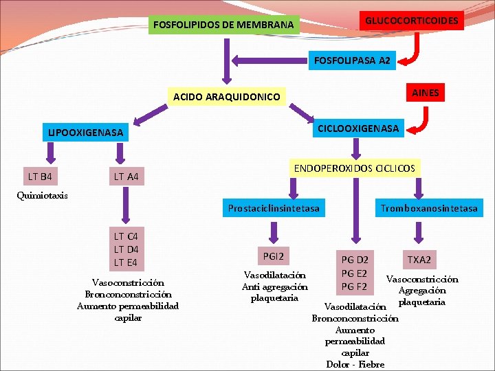 GLUCOCORTICOIDES FOSFOLIPIDOS DE MEMBRANA FOSFOLIPASA A 2 AINES ACIDO ARAQUIDONICO CICLOOXIGENASA LIPOOXIGENASA LT B