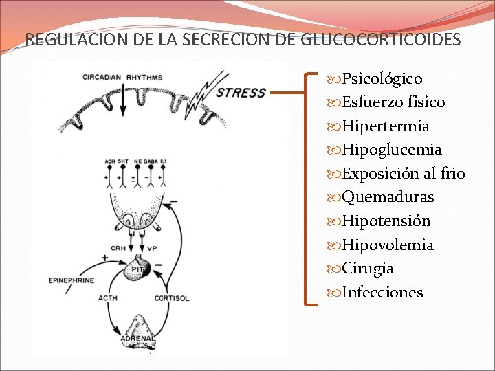REGULACION DE LA SECRECION DE GLUCOCORTICOIDES Psicológico Esfuerzo físico Hipertermia Hipoglucemia Exposición al frio