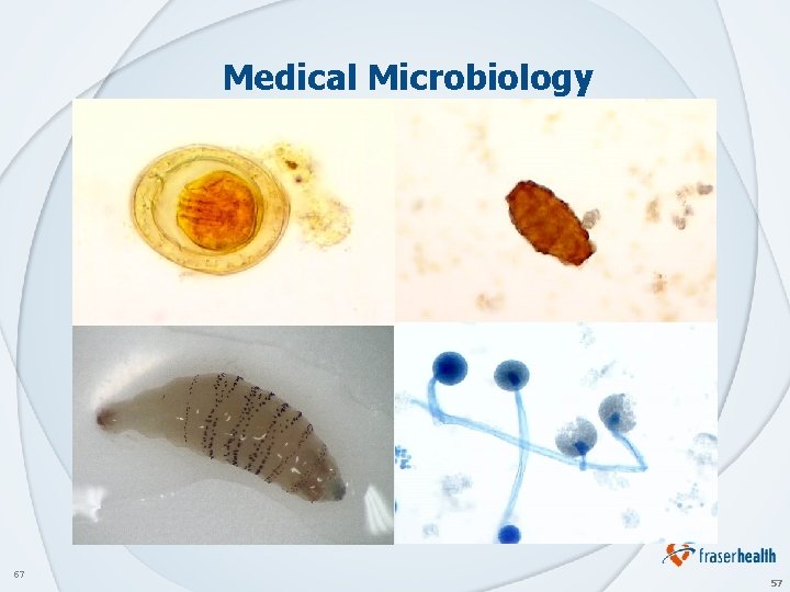 Medical Microbiology 57 57 