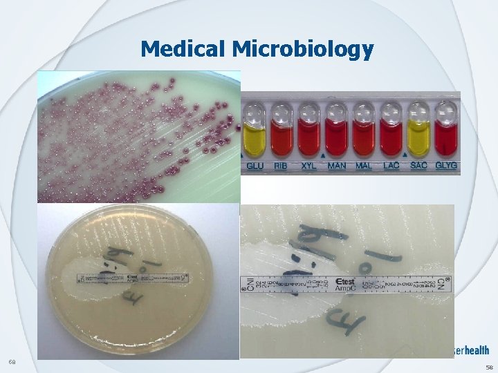Medical Microbiology 58 58 