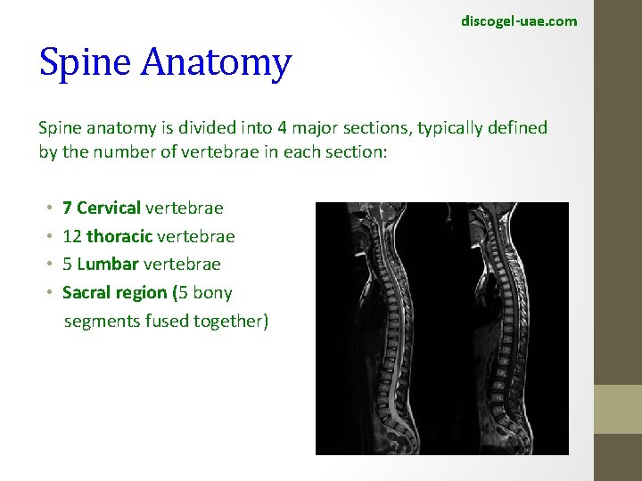 discogel-uae. com Spine Anatomy Spine anatomy is divided into 4 major sections, typically defined