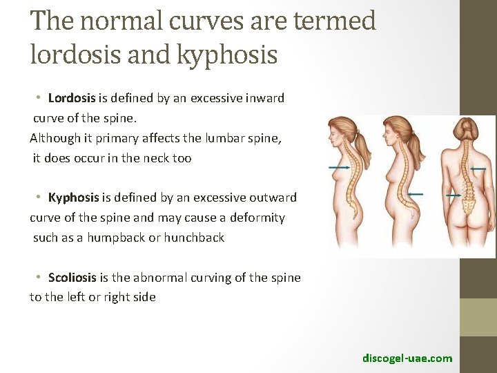 The normal curves are termed lordosis and kyphosis • Lordosis is defined by an