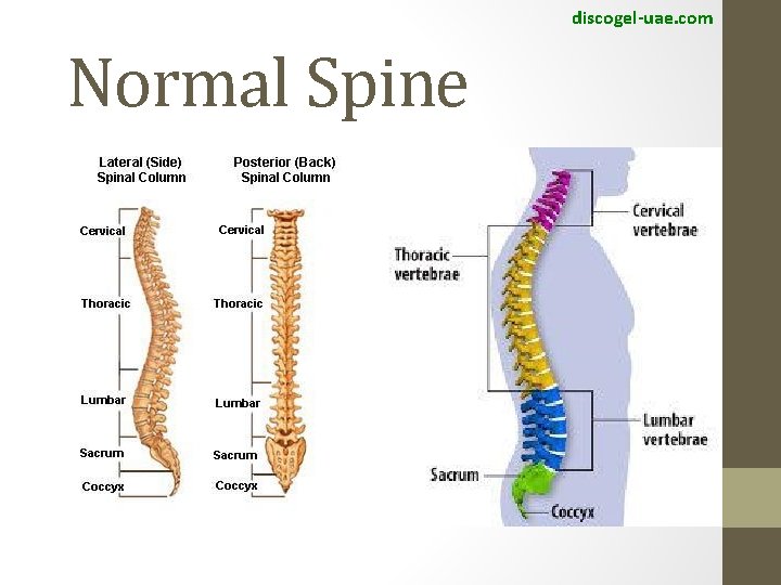 discogel-uae. com Normal Spine 