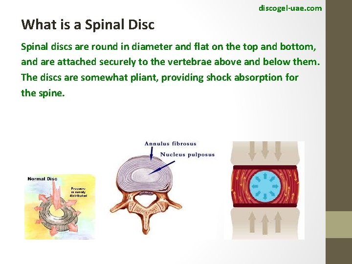 discogel-uae. com What is a Spinal Disc Spinal discs are round in diameter and