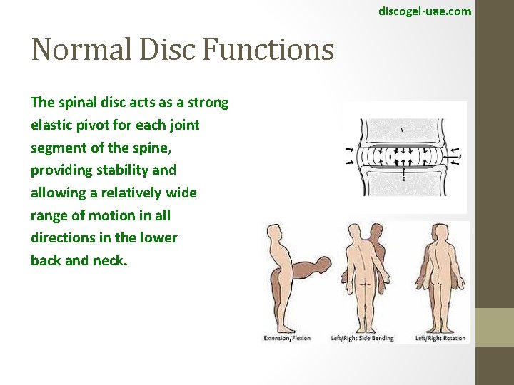 discogel-uae. com Normal Disc Functions The spinal disc acts as a strong elastic pivot