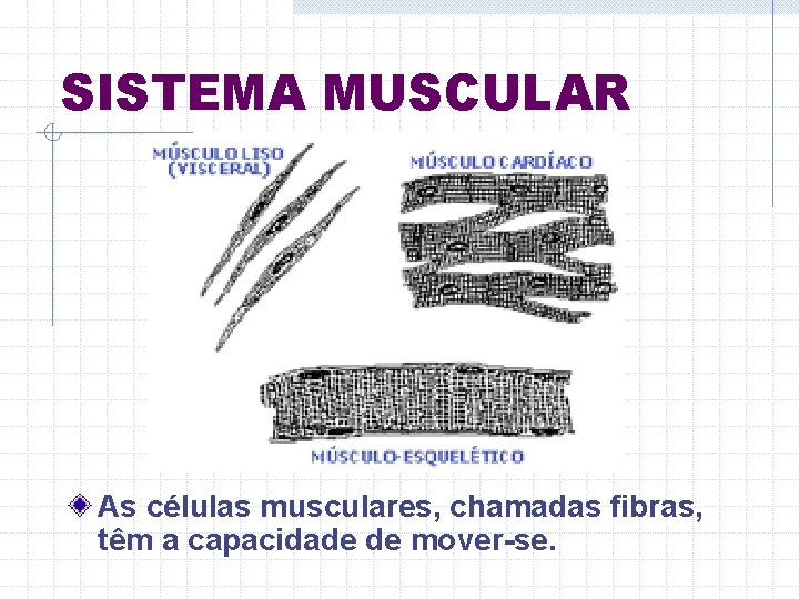 SISTEMA MUSCULAR As células musculares, chamadas fibras, têm a capacidade de mover-se. 