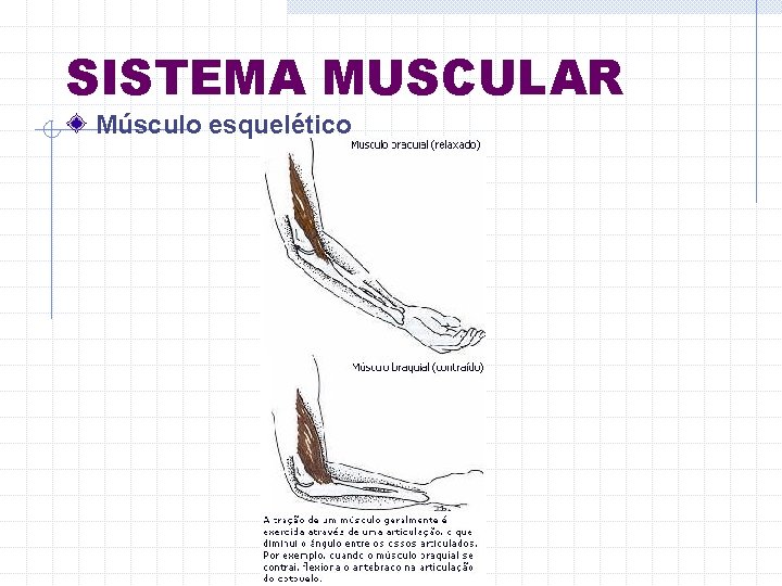 SISTEMA MUSCULAR Músculo esquelético 