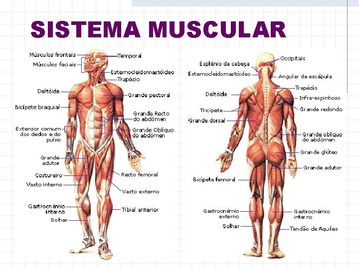 SISTEMA MUSCULAR 