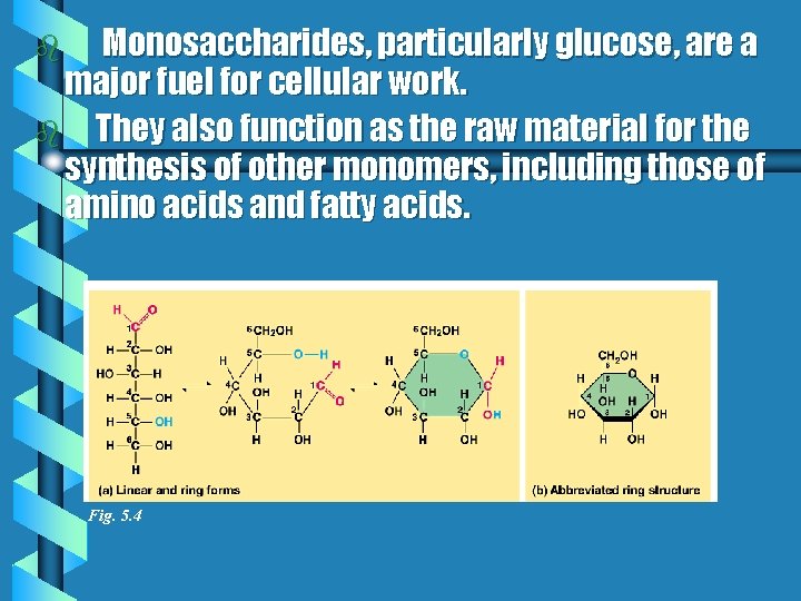 Monosaccharides, particularly glucose, are a major fuel for cellular work. b They also function