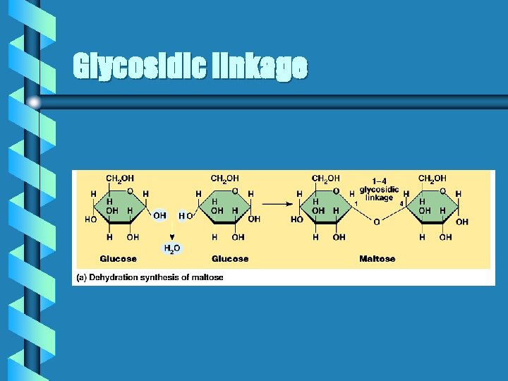 Glycosidic linkage 