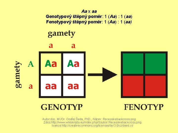 Aa x aa Genotypový štěpný poměr: 1 (Aa) : 1 (aa) Fenotypový štěpný poměr: