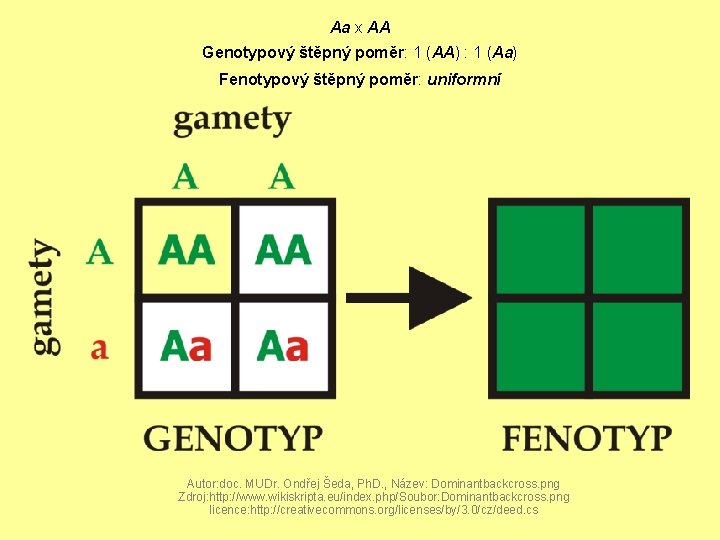 Aa x AA Genotypový štěpný poměr: 1 (AA) : 1 (Aa) Fenotypový štěpný poměr: