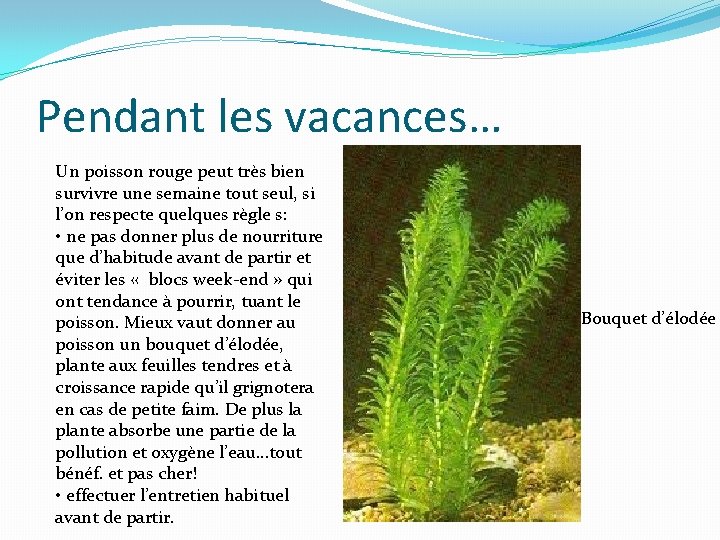 Pendant les vacances… Un poisson rouge peut très bien survivre une semaine tout seul,