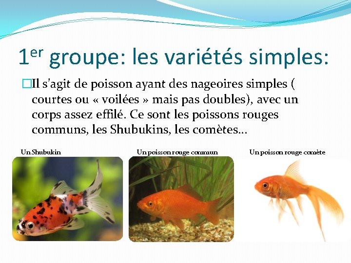 er 1 groupe: les variétés simples: �Il s’agit de poisson ayant des nageoires simples