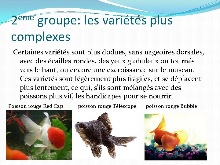 2ème groupe: les variétés plus complexes Certaines variétés sont plus dodues, sans nageoires dorsales,